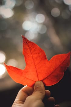 Bright red maple leaves in winter at Phu Kradueng National Park, Loei Province, Thailand.