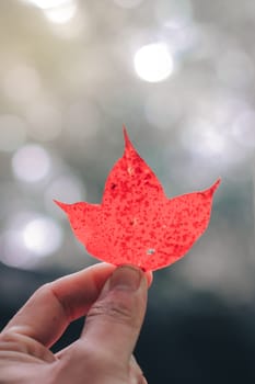 Bright red maple leaves in winter at Phu Kradueng National Park, Loei Province, Thailand.