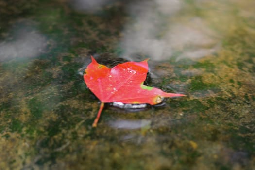 Bright red maple leaves in winter at Phu Kradueng National Park, Loei Province, Thailand.