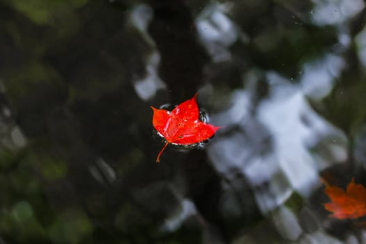 Bright red maple leaves in winter at Phu Kradueng National Park, Loei Province, Thailand.