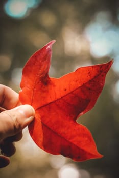 Bright red maple leaves in winter at Phu Kradueng National Park, Loei Province, Thailand.