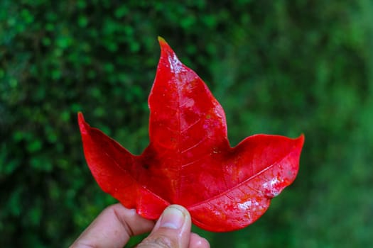 Bright red maple leaves in winter at Phu Kradueng National Park, Loei Province, Thailand.