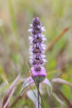 Striped helm grass Or the scientific name Nosema cochininense (Lour.) Merr.or Platostoma cochinchinense