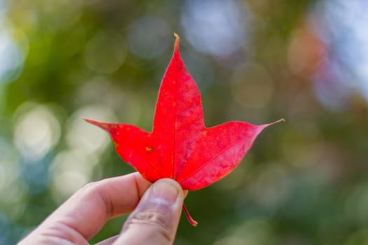 Bright red maple leaves in winter at Phu Kradueng National Park, Loei Province, Thailand.