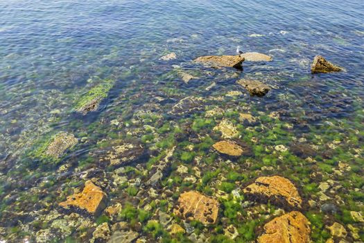 seaside cliffs and seaweeds