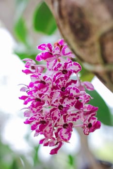 Rhynchostylis gigantea colorful and color is white and purple.