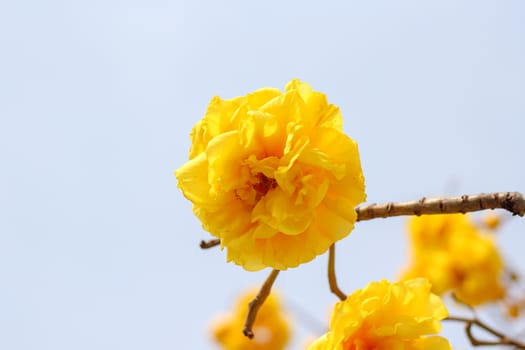 Cochlospermum regium  blossom with color is yellow.