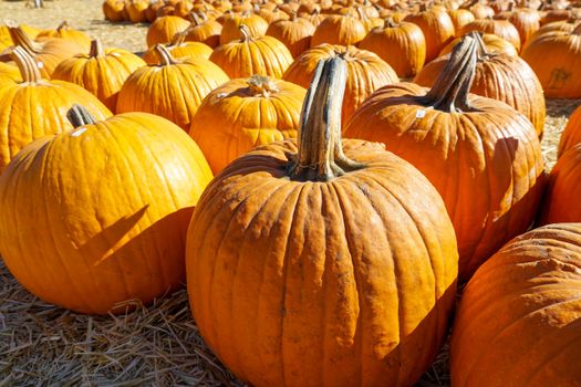 Group of orange pumpkins at outdoor Halloween local fair, pumpkin harvest