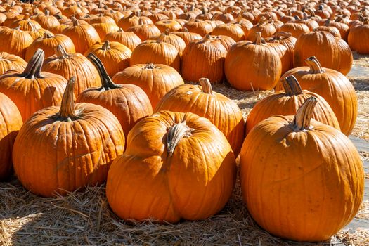 Group of orange pumpkins at outdoor Halloween local fair, pumpkin harvest