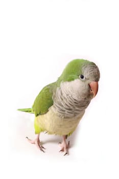 Quaker Parrot Isolated on White Background