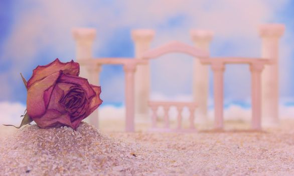 Dried Flower on Tropical Beach With Roman Style Ruins  
shallow DOF