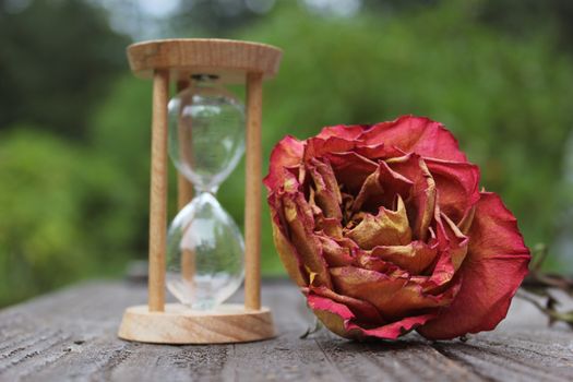 Dry Rose With Broken Hourglass outdoors on patio Shallow DOF