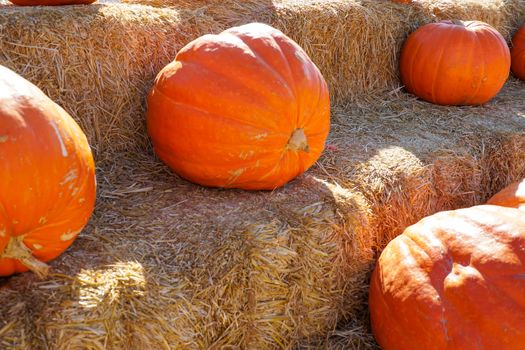 Group of orange pumpkins at outdoor Halloween local fair, pumpkin harvest