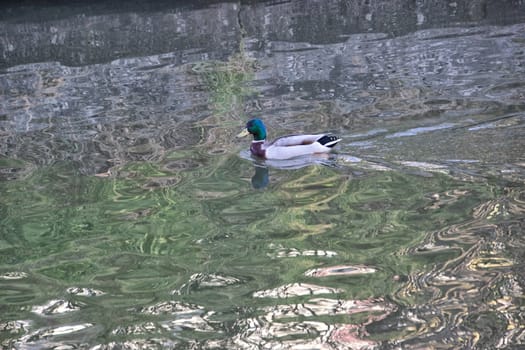 Ducks in a canal on a sunny day