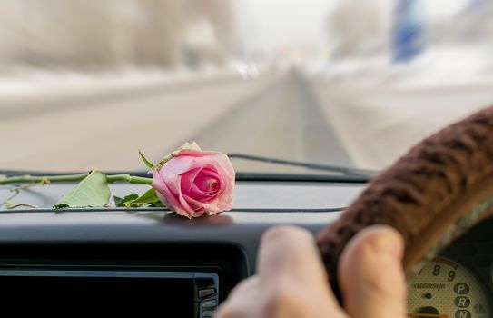 a red rose lies on the dashboard inside the car while the car is moving against the background of the steering wheel and the driver's hands