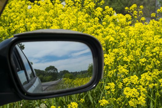 a view of the flowery field, through the car mirror