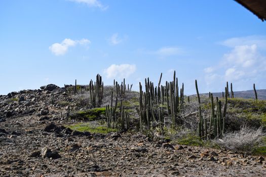 Arikok Natural Park on the island of Aruba in the Caribbean Sea with deserts and ocean waves on the rocky coast