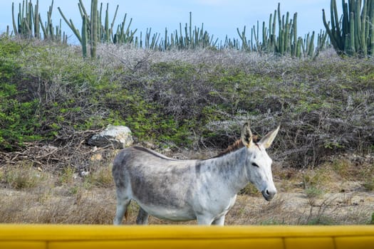 Arikok Natural Park on the island of Aruba in the Caribbean Sea with deserts and ocean waves on the rocky coast