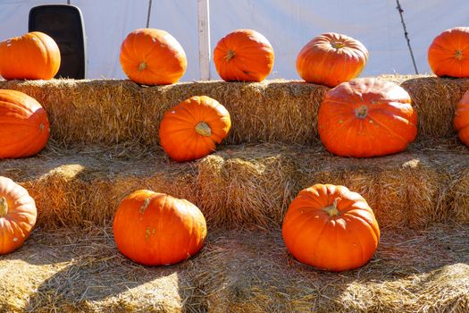 Group of orange pumpkins at outdoor Halloween local fair, pumpkin harvest