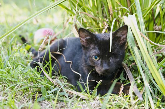 black kitten with one eye lying in the grass