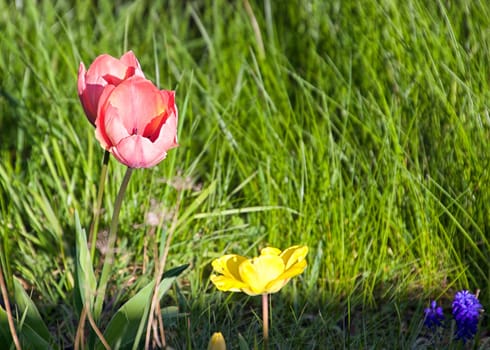 Details of flowers