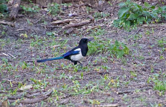 Black and white bird in the country