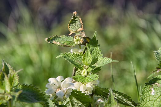 Details of flowers