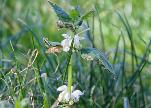 Details of flowers