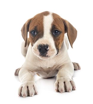 puppy american bulldog in front of white background