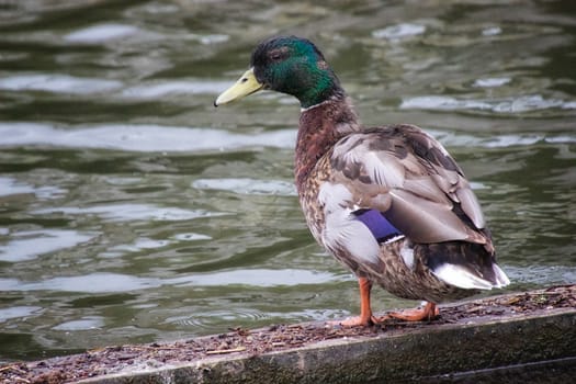 Duck on a canal