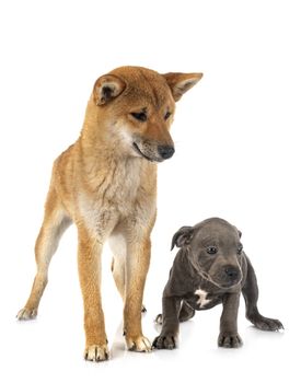 shiba inu and staffie in front of white background