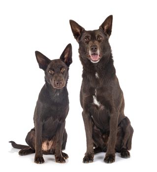 Australian Kelpies in front of white background