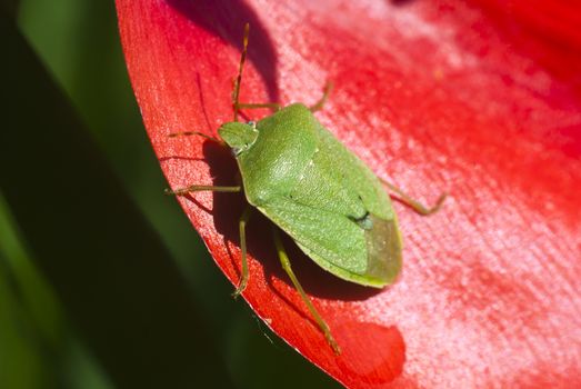 green vegetable bug (Nezara viridula) on the red flower