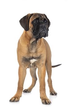 young bullmastiff in front of white background