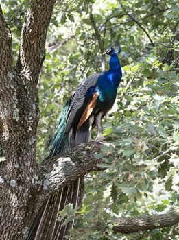 beautiful male peacock perching, in a tree