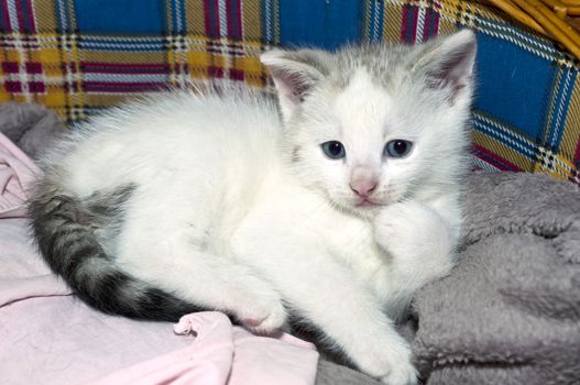 kitten with blue eyes lying in a basket