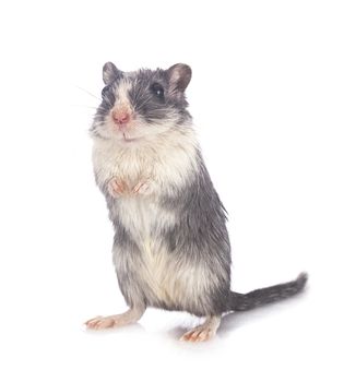 young gerbil in front of white background