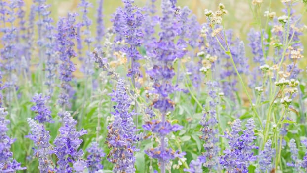 blue salvia (blue sage) flower. Beautiful violet flowers on the meadow with grass