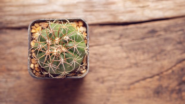 cactus plant in a pot on wooden table