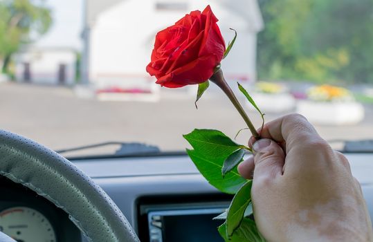 the driver hand in the car behind the wheel holds a red rose flower