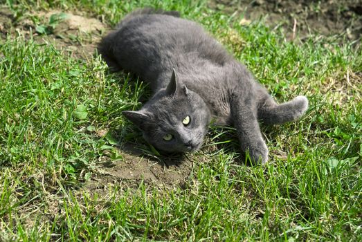 young gray cat lying in the grass