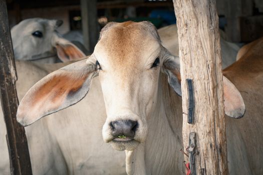 Cow in stall