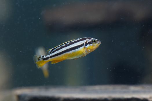 Zebra fish