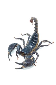 Scorpion isolated on white background