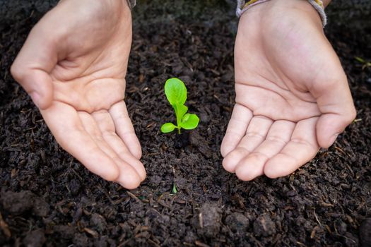 Two hands take care of green seedling