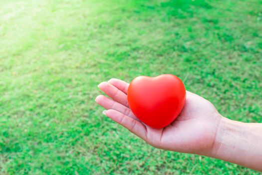 Red heart in the palm of the hand, in the background of a bright green grass garden detail art
