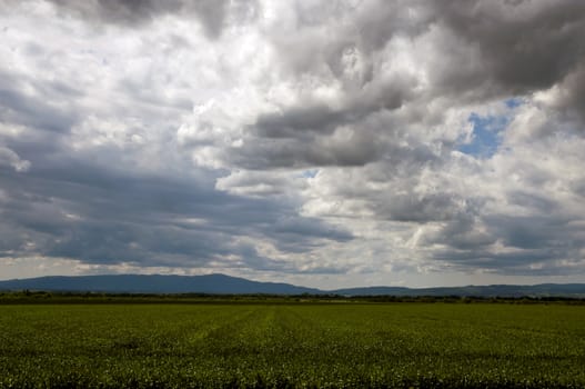 young wheat field with clouds and hills in the background