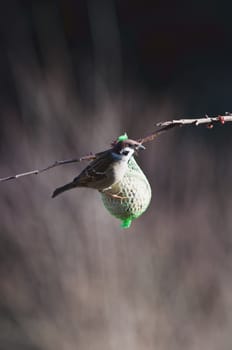 European sparrow stands on the bird feeder