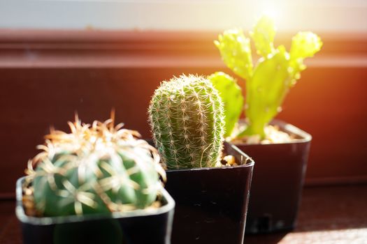 collection of various cactus plants in different pots with light effect, hobby and gardening concept