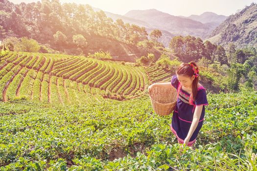 Young Tribal Asian women from Thailand picking tea leaves with smiling face on tea field plantation in the morning at doi ang khang national park , Chiang Mai, Thailand. Beautiful Asia female model